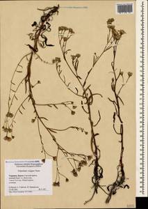 Tripolium pannonicum (Jacq.) Dobrocz., Crimea (KRYM) (Russia)