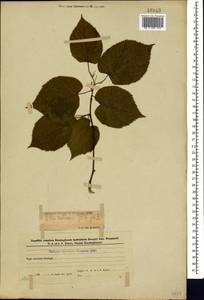Tilia croizatii Chun & H. D. Wong, Caucasus, Azerbaijan (K6) (Azerbaijan)