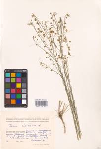 Linum austriacum L., Eastern Europe, Lower Volga region (E9) (Russia)