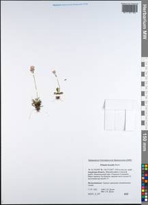 Primula borealis Duby, Siberia, Russian Far East (S6) (Russia)