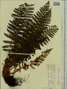 Polystichum braunii (Spenn.) Fée, Eastern Europe, Volga-Kama region (E7) (Russia)