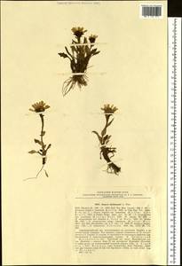 Tephroseris kjellmanii (A. E. Porsild) Holub, Siberia, Chukotka & Kamchatka (S7) (Russia)
