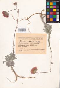 Jurinea cretacea Bunge, Eastern Europe, Lower Volga region (E9) (Russia)
