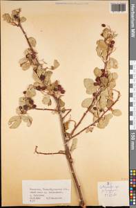 Cotoneaster, Middle Asia, Dzungarian Alatau & Tarbagatai (M5) (Kazakhstan)