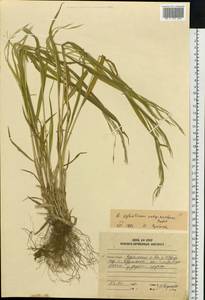 Brachypodium sylvaticum (Huds.) P.Beauv., Siberia, Russian Far East (S6) (Russia)