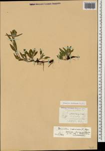 Prunella laciniata (L.) L., Caucasus, Dagestan (K2) (Russia)