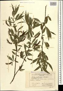 Salix excelsa J.F.Gmel., Caucasus, Azerbaijan (K6) (Azerbaijan)