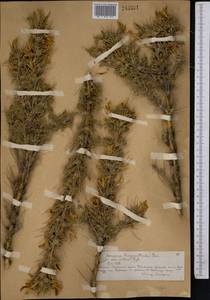 Caragana pleiophylla (Regel)Pojark., Middle Asia, Northern & Central Tian Shan (M4) (Kazakhstan)