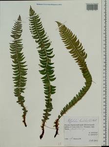 Polystichum lonchitis (L.) Roth, Siberia, Chukotka & Kamchatka (S7) (Russia)