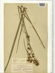 Cladium mariscus (L.) Pohl, Eastern Europe, Latvia (E2b) (Latvia)