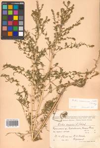 Bassia scoparia (L.) Beck, Siberia, Russian Far East (S6) (Russia)