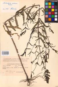 MHA 0 162 049, Rhinanthus serotinus var. vernalis (N. W. Zinger) Janch., Eastern Europe, Central region (E4) (Russia)