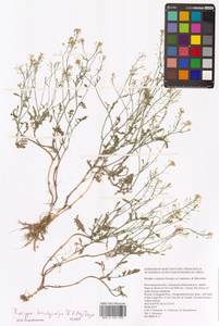 Rorippa brachycarpa (C.A.Mey.) Hayek, Eastern Europe, Lower Volga region (E9) (Russia)