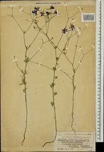 Delphinium consolida subsp. divaricatum (Ledeb.) A. Nyár., Caucasus, Azerbaijan (K6) (Azerbaijan)