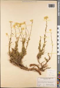 Helichrysum, South Asia, South Asia (Asia outside ex-Soviet states and Mongolia) (ASIA) (Iran)