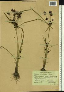 Cyperus orthostachyus Franch. & Sav., Siberia, Russian Far East (S6) (Russia)