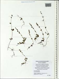 Veronica serpyllifolia L., Eastern Europe, North-Western region (E2) (Russia)