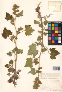 Xanthium strumarium L., Eastern Europe, Lower Volga region (E9) (Russia)