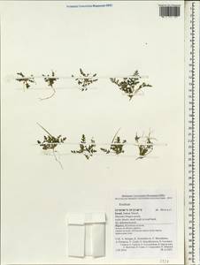 Erodium, South Asia, South Asia (Asia outside ex-Soviet states and Mongolia) (ASIA) (Israel)