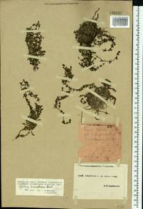 Galium humifusum M.Bieb., Eastern Europe, South Ukrainian region (E12) (Ukraine)