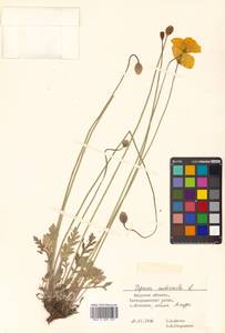 Papaver nudicaule L., Siberia, Russian Far East (S6) (Russia)