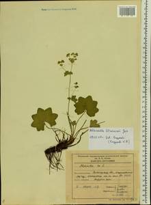 Alchemilla litwinowii Juz., Eastern Europe, Northern region (E1) (Russia)