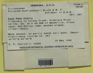 Dicranum muehlenbeckii Bruch & Schimp., Bryophytes, Bryophytes - America (BAm) (United States)