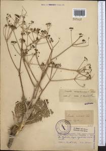 Ferula karataviensis (Regel & Schmalh.) Korovin, Middle Asia, Western Tian Shan & Karatau (M3) (Kazakhstan)