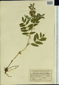 Astragalus frigidus (L.) A.Gray, Siberia, Altai & Sayany Mountains (S2) (Russia)