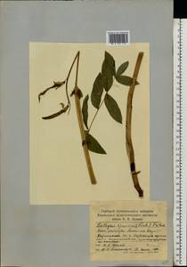 Lathyrus gmelinii Fritsch, Eastern Europe, Volga-Kama region (E7) (Russia)