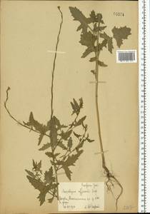 Sisymbrium officinale (L.) Scop., Eastern Europe, Moscow region (E4a) (Russia)
