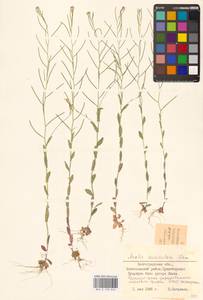 Arabis auriculata Lam., Eastern Europe, Lower Volga region (E9) (Russia)