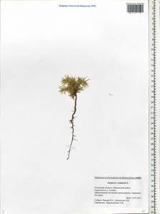 Juniperus communis L., Eastern Europe, North-Western region (E2) (Russia)