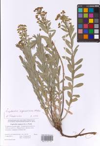 Euphorbia seguieriana Neck., Caucasus, Stavropol Krai, Karachay-Cherkessia & Kabardino-Balkaria (K1b) (Russia)