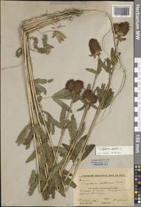 Trifolium alpestre L., Caucasus, Stavropol Krai, Karachay-Cherkessia & Kabardino-Balkaria (K1b) (Russia)