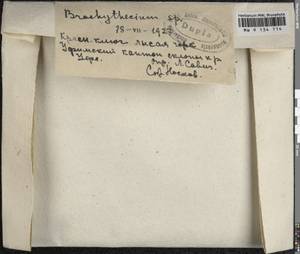Brachythecium, Bryophytes, Bryophytes - South Urals (B14) (Russia)