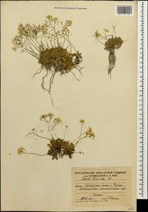 Draba hispida Willd., Caucasus, South Ossetia (K4b) (South Ossetia)