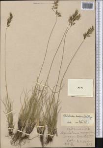 Helictotrichon desertorum (Less.) Pilg., Middle Asia, Western Tian Shan & Karatau (M3) (Uzbekistan)