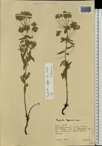 Euphorbia caesia Kar. & Kir., Eastern Europe, Eastern region (E10) (Russia)