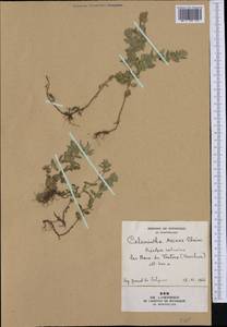 Clinopodium acinos (L.) Kuntze, Western Europe (EUR) (France)