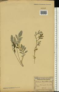 Psephellus marschallianus (Spreng.) K. Koch, Eastern Europe, North Ukrainian region (E11) (Ukraine)
