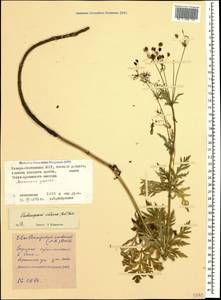 Eleutherospermum cicutarium (M. Bieb.) Boiss., Caucasus, North Ossetia, Ingushetia & Chechnya (K1c) (Russia)
