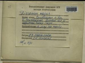 Dicranum majus Turner, Bryophytes, Bryophytes - European North East (B7) (Russia)