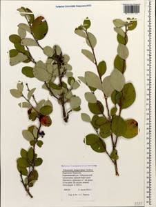 Cotoneaster integerrimus Medik., Caucasus, Stavropol Krai, Karachay-Cherkessia & Kabardino-Balkaria (K1b) (Russia)