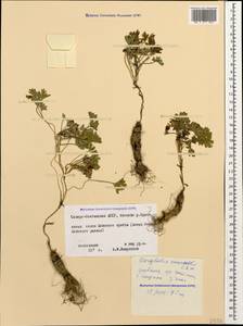 Corydalis emanuelii C.A.Mey., Caucasus, North Ossetia, Ingushetia & Chechnya (K1c) (Russia)
