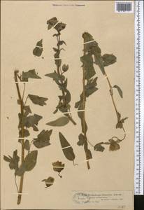 Codonopsis clematidea (Schrenk) C.B.Clarke, Middle Asia, Dzungarian Alatau & Tarbagatai (M5) (Kazakhstan)