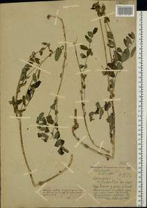 Astragalus frigidus (L.) A.Gray, Eastern Europe, Northern region (E1) (Russia)