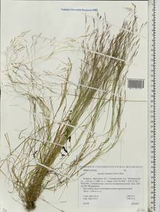 Agrostis hyemalis (Walter) Britton, Sterns & Poggenb., Eastern Europe, Belarus (E3a) (Belarus)