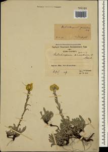 Helichrysum graveolens (M. Bieb.) Sweet, Crimea (KRYM) (Russia)