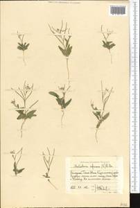 Strigosella africana (L.) Botsch., Middle Asia, Western Tian Shan & Karatau (M3) (Uzbekistan)
